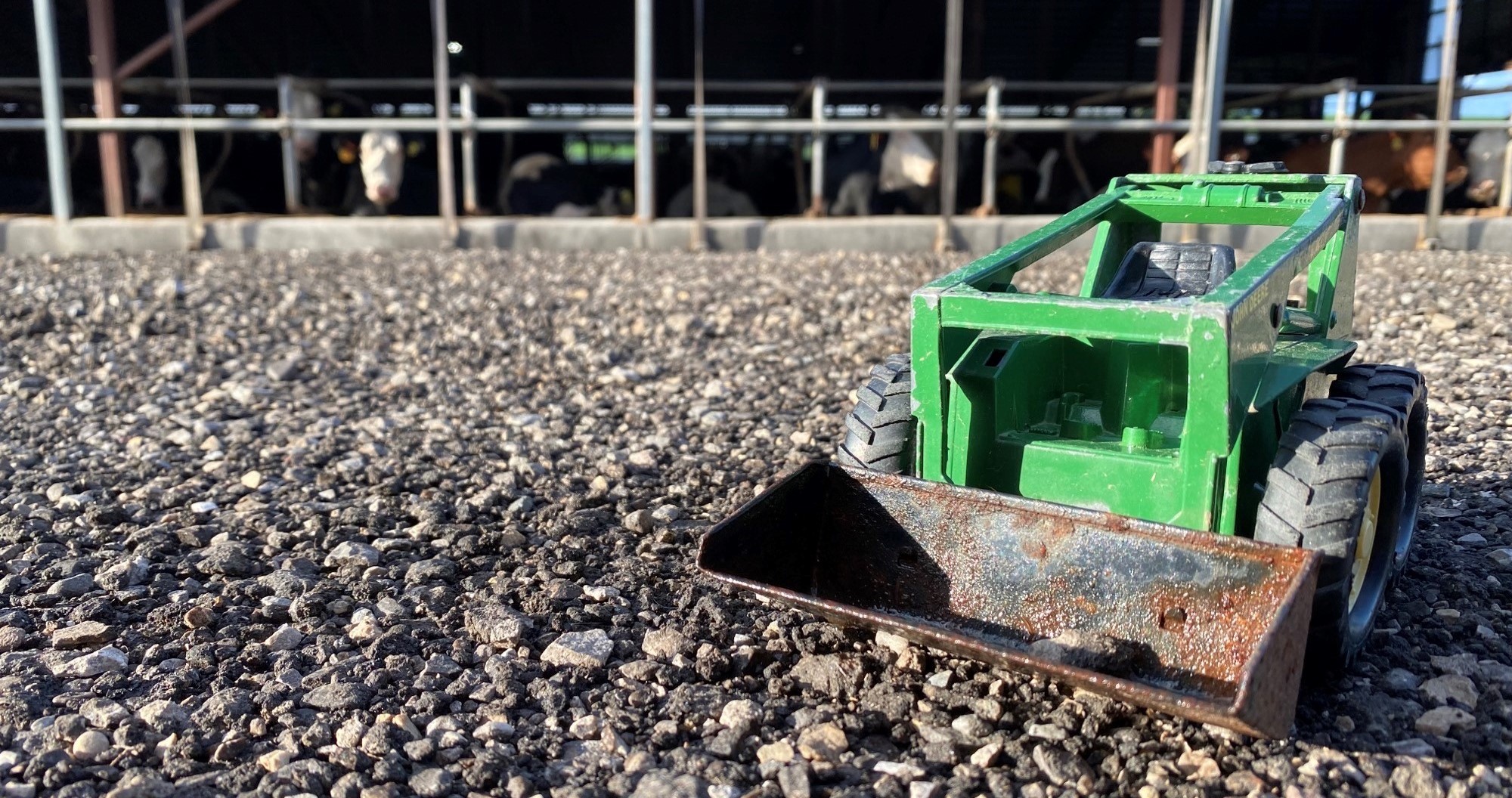 Toy at Clover Hill Dairy farm