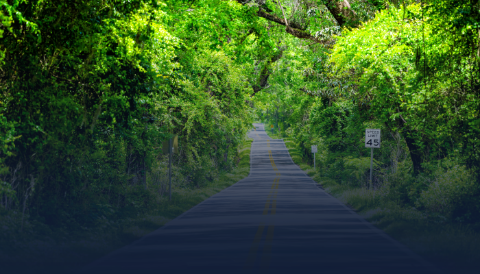 Tree-lined rural road with bright green foliage forming a canopy overhead, sunlight filtering through leaves, and a speed limit sign of 45 mph on the right side. The road has yellow center lines and stretches into the distance, creating a serene scenic drive